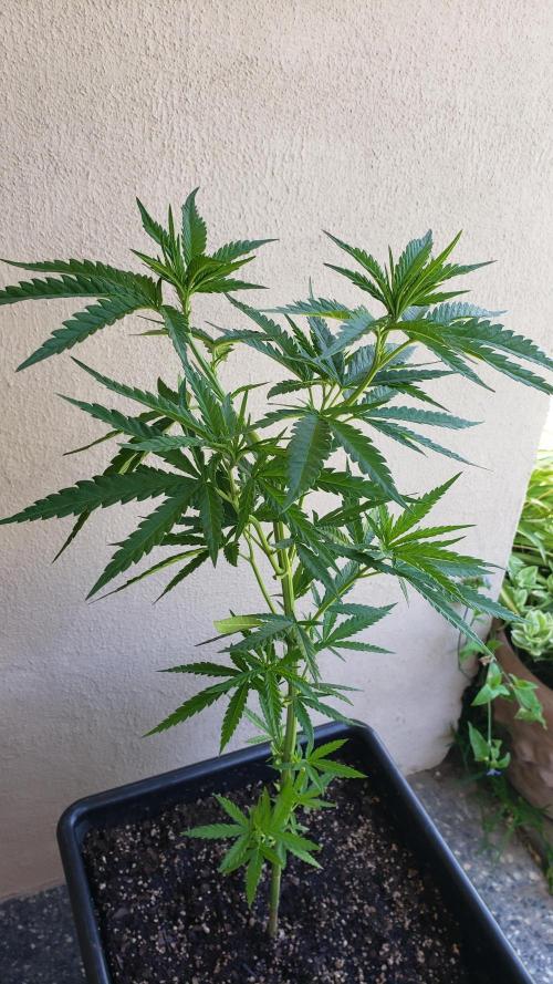 BIG BANG  divine seeds - Outdoor2026. Week 10