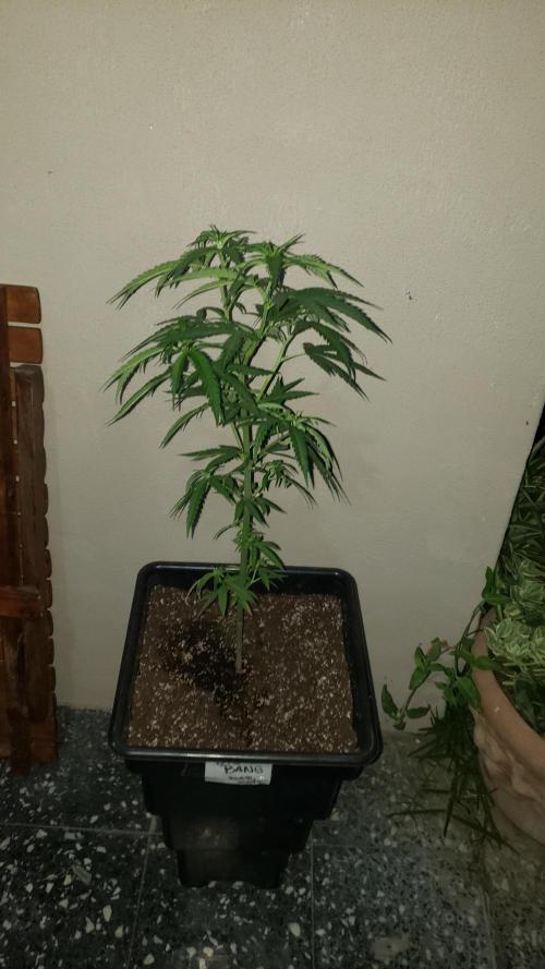 BIG BANG  divine seeds - Outdoor2026. Week 10