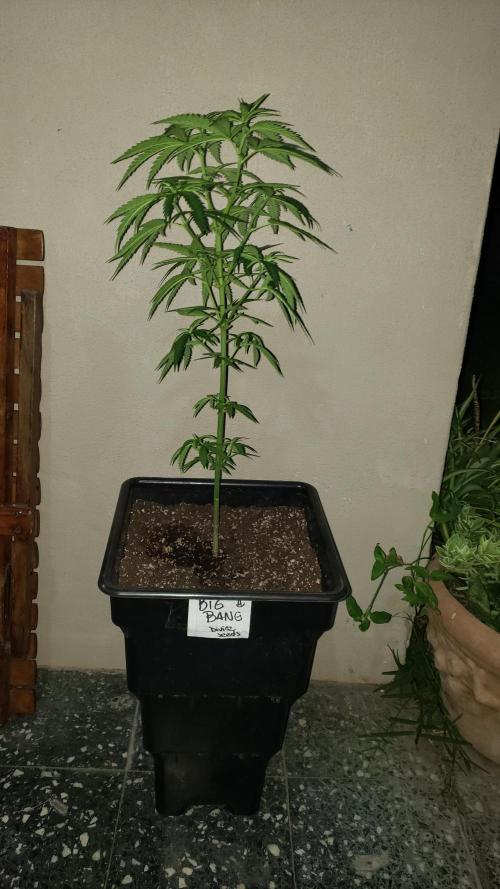 BIG BANG  divine seeds - Outdoor2026. Week 10