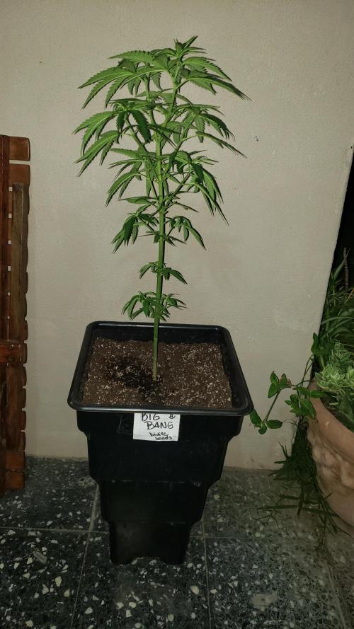 BIG BANG  divine seeds - Outdoor2026. Week 10