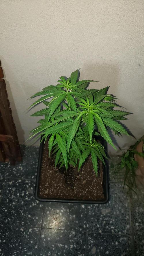 BIG BANG  divine seeds - Outdoor2026. Week 10