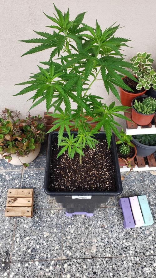 BIG BANG  divine seeds - Outdoor2026. Week 10