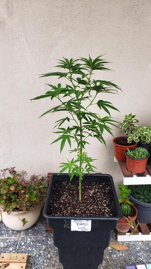 BIG BANG  divine seeds - Outdoor2026. Week 10