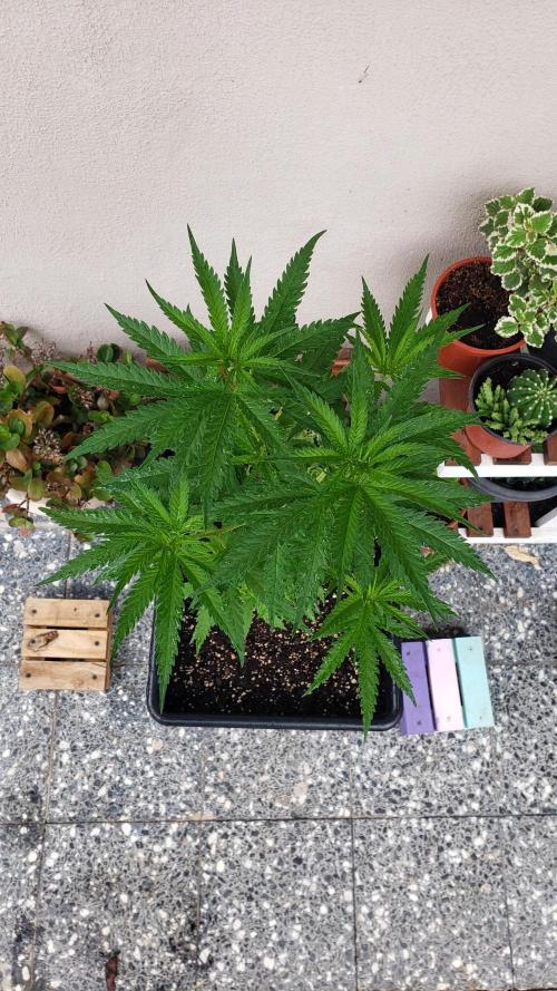 BIG BANG  divine seeds - Outdoor2026. Week 10