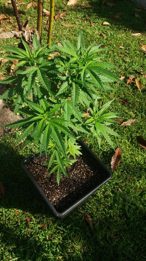 BIG BANG  divine seeds - Outdoor2026. Week 10