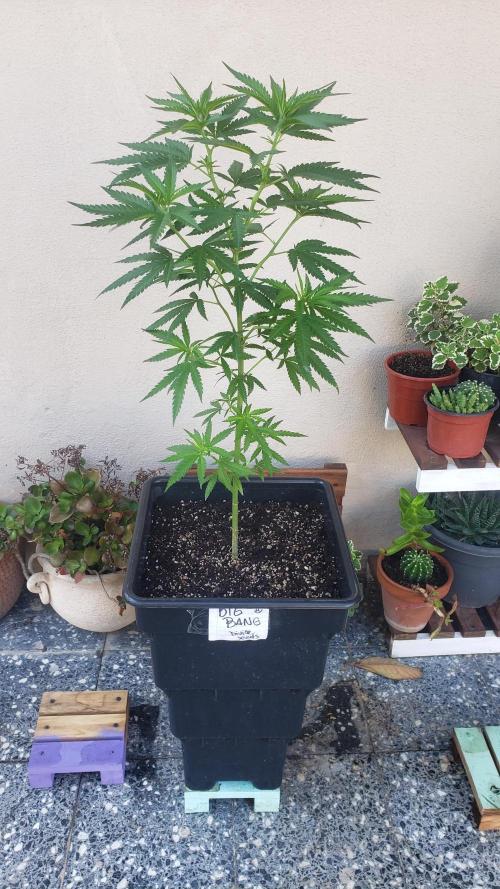 BIG BANG  divine seeds - Outdoor2026. Week 10