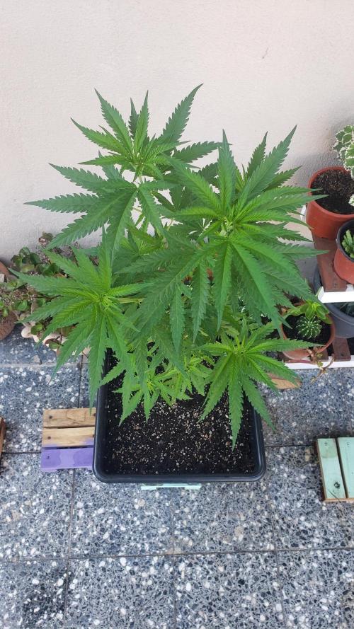 BIG BANG  divine seeds - Outdoor2026. Week 10