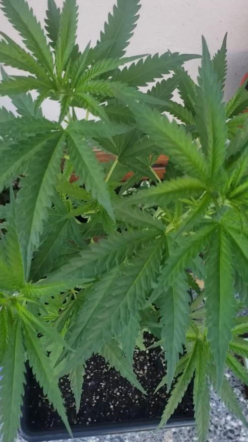 BIG BANG  divine seeds - Outdoor2026