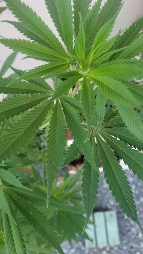 Laughing Budda  - Outdoor 2026