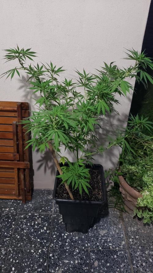 Laughing Budda  - Outdoor 2026. Week 11