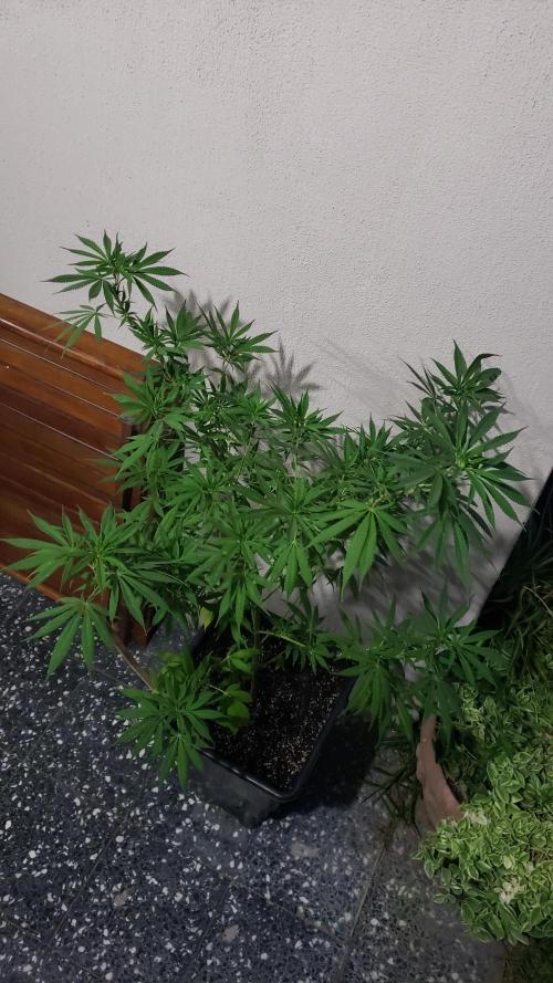 Laughing Budda  - Outdoor 2026. Week 11