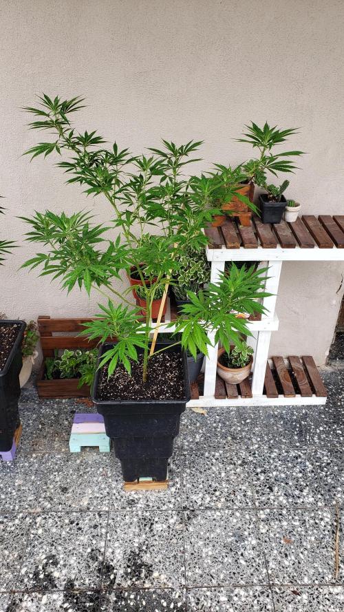 Laughing Budda  - Outdoor 2026. Week 11