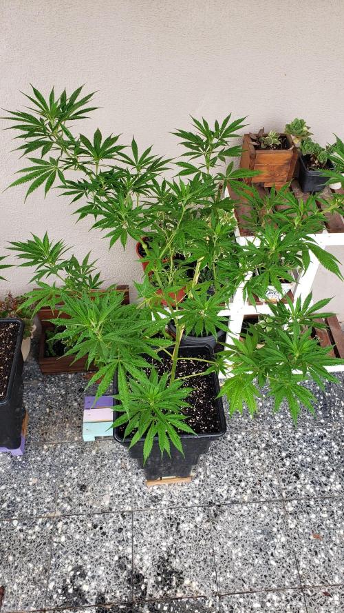 Laughing Budda  - Outdoor 2026. Week 11