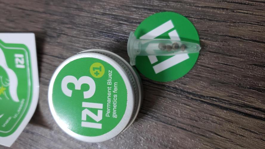 Permanent Bluez indoor. Week 0