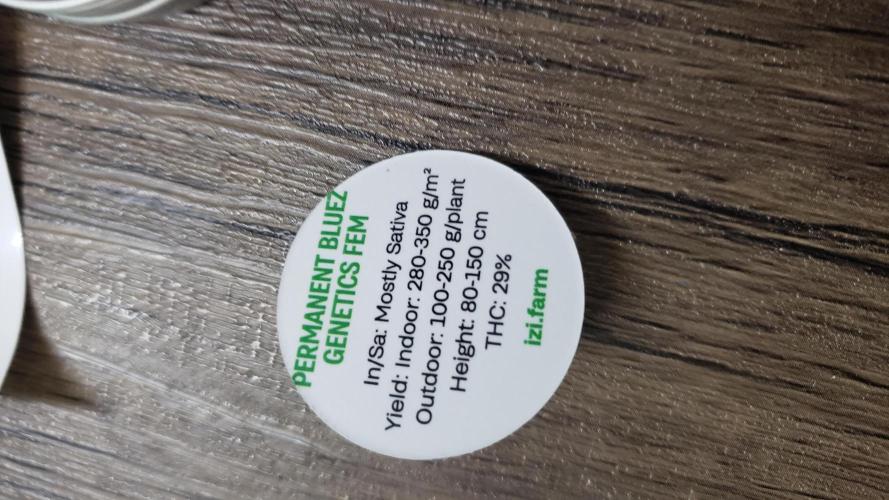 Permanent Bluez indoor. Week 0