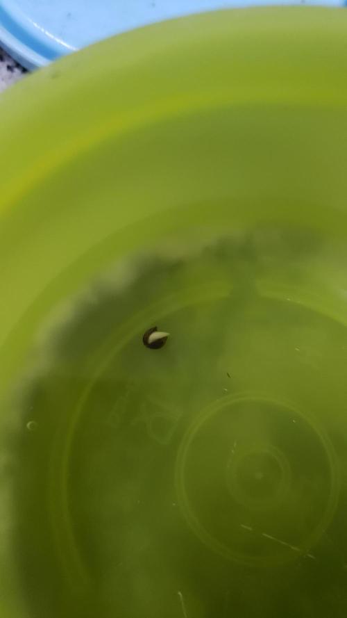 Permanent Bluez indoor. Week 0