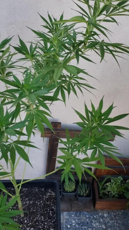 Laughing Budda  - Outdoor 2026