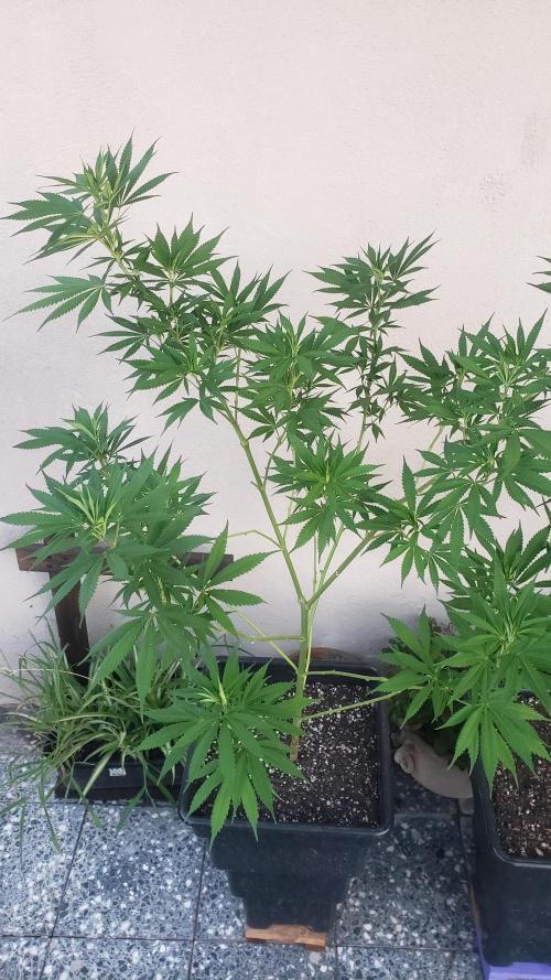 Laughing Budda  - Outdoor 2026. Week 12