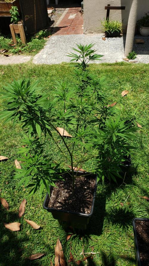 Laughing Budda  - Outdoor 2026. Week 12