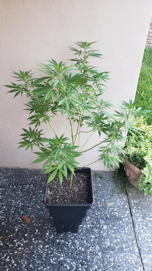 Laughing Budda  - Outdoor 2026. Week 12