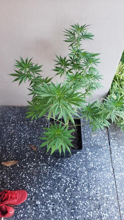 Laughing Budda  - Outdoor 2026. Week 12