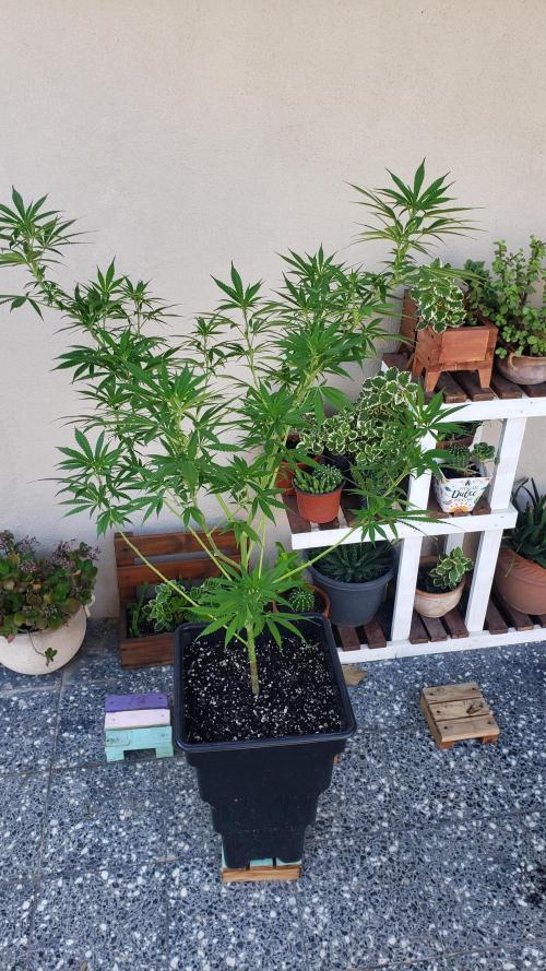 Laughing Budda  - Outdoor 2026. Week 12