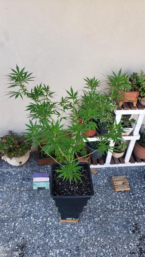 Laughing Budda  - Outdoor 2026. Week 12