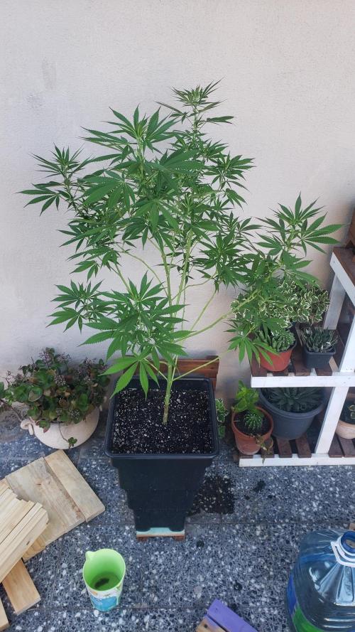 Laughing Budda  - Outdoor 2026. Week 12