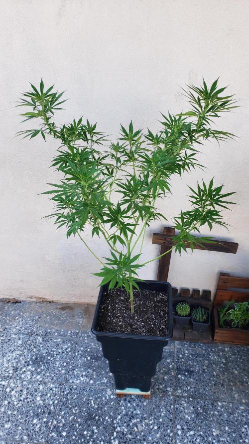 Laughing Budda  - Outdoor 2026. Week 12