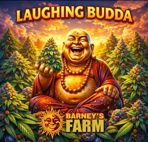 Laughing Budda  - Outdoor 2026. Week 12