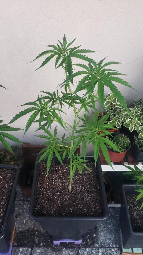 BIG BANG  divine seeds - Outdoor2026. Week 11