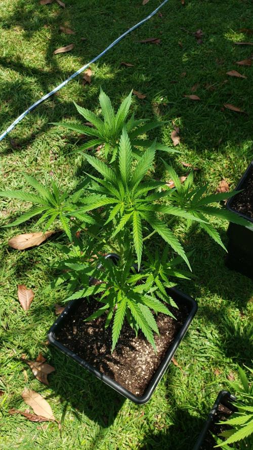 BIG BANG  divine seeds - Outdoor2026. Week 11