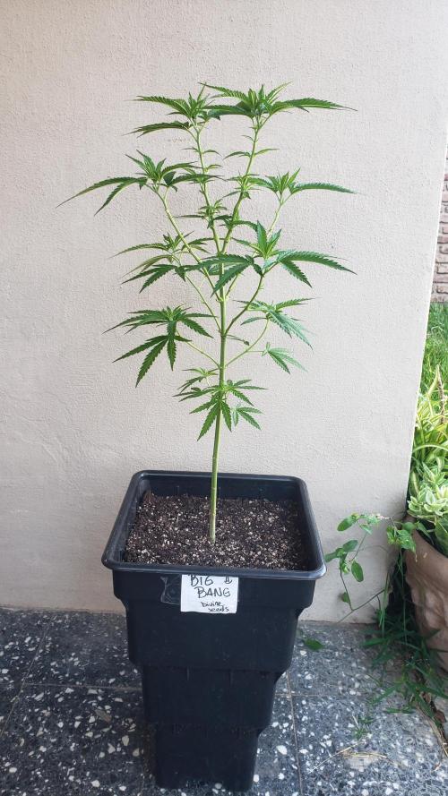 BIG BANG  divine seeds - Outdoor2026. Week 11