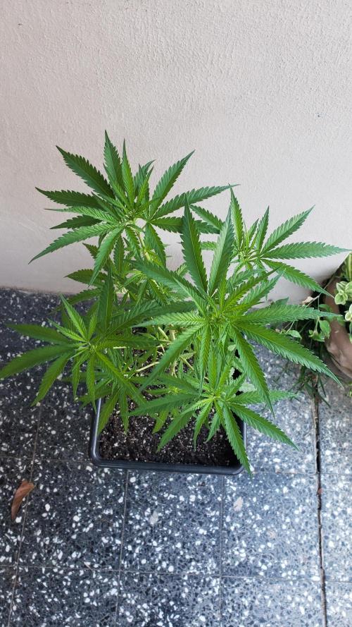 BIG BANG  divine seeds - Outdoor2026. Week 11