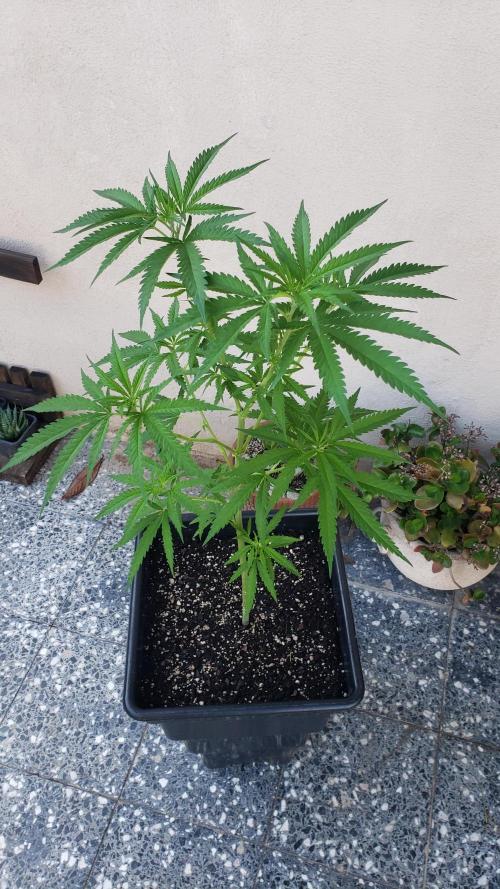 BIG BANG  divine seeds - Outdoor2026. Week 11