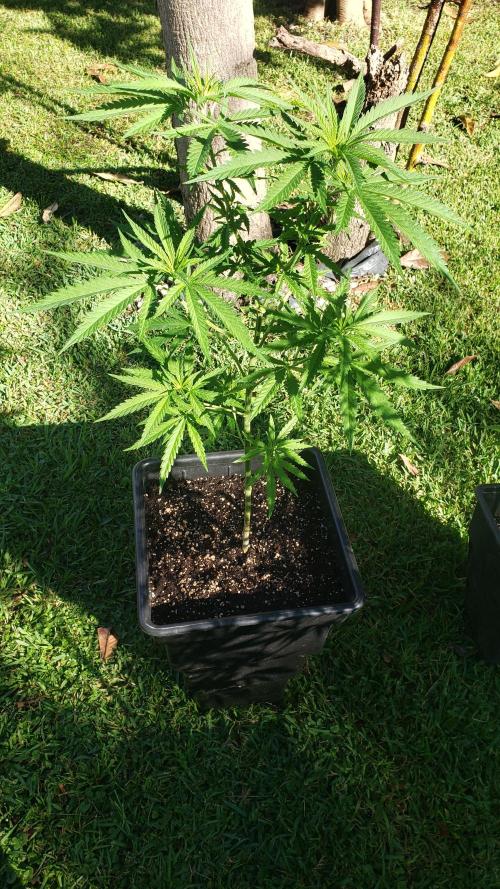 BIG BANG  divine seeds - Outdoor2026. Week 11