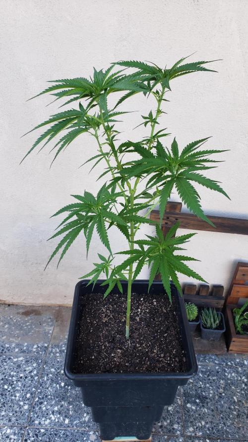 BIG BANG  divine seeds - Outdoor2026. Week 11