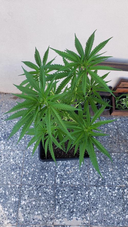 BIG BANG  divine seeds - Outdoor2026. Week 11