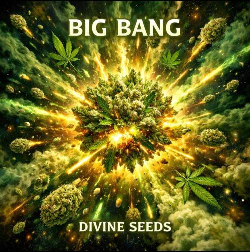 BIG BANG  divine seeds - Outdoor2026. Week 11