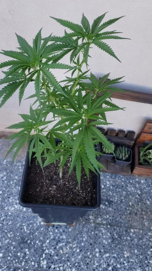 BIG BANG  divine seeds - Outdoor2026