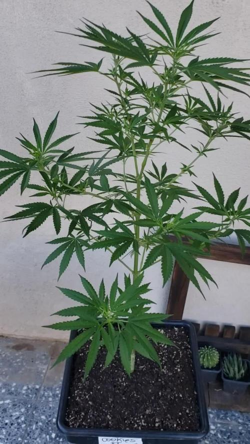 Gorilla Cookies FF - Outdoor 2026