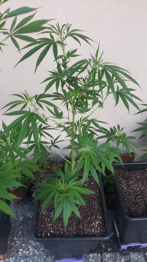 Gorilla Cookies FF - Outdoor 2026. Week 8