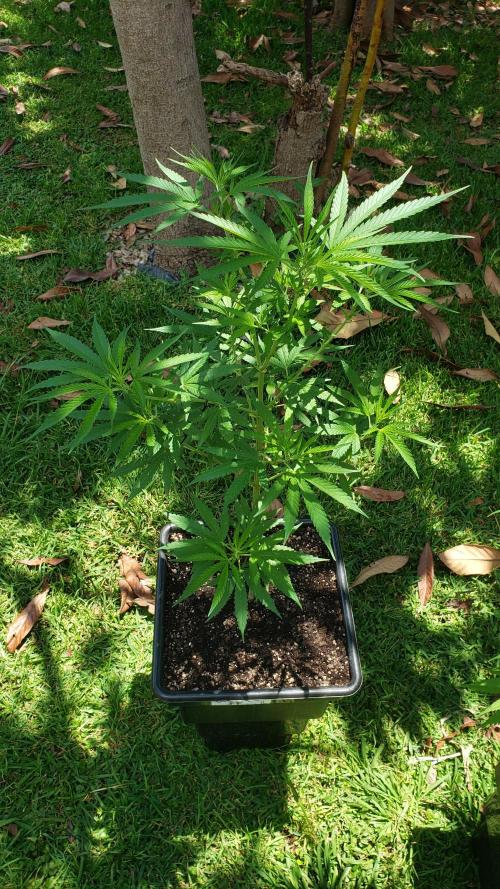 Gorilla Cookies FF - Outdoor 2026. Week 8