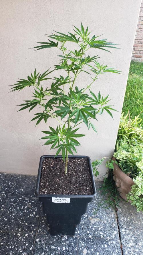 Gorilla Cookies FF - Outdoor 2026. Week 8