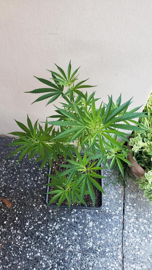 Gorilla Cookies FF - Outdoor 2026. Week 8