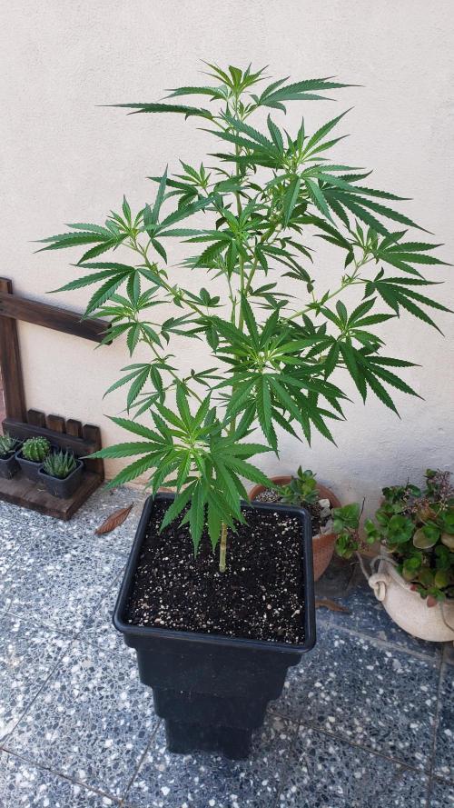 Gorilla Cookies FF - Outdoor 2026. Week 8