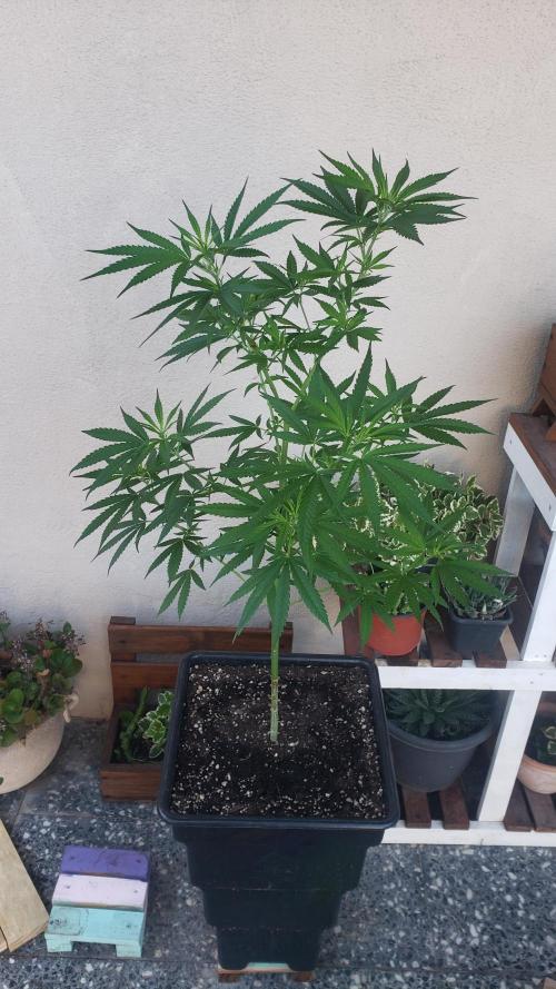 Gorilla Cookies FF - Outdoor 2026. Week 8