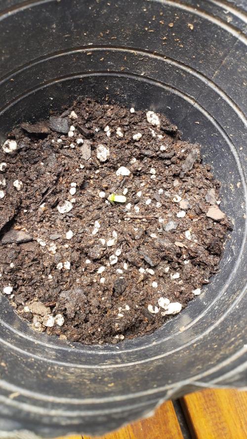 Permanent Bluez indoor. Week 1