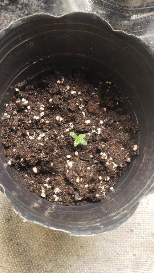 Permanent Bluez indoor. Week 1