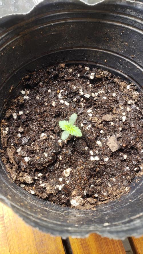 Permanent Bluez indoor. Week 1